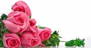 Top 10 Loài hoa đẹp nhất làm say đắm lòng người