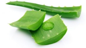 Top 10 Tác dụng chữa bệnh thần kỳ  của cây nha đam có thể bạn chưa biết