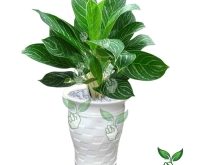 Top 12 Cây tài lộc đặt trên bàn làm việc giúp phong thủy tốt