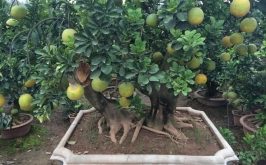 Top 7 Công dụng hữu ích nhất của cây bưởi