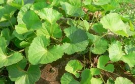 Top 8 Tác dụng thần kỳ của rau má có thể bạn chưa biết